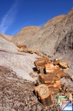 Petrified forest & Painted desert